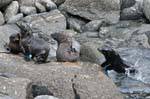 Lobos marinos jóvenes Juego, focas del Cabo Foulwind, Tauranga, Westcoast, Nueva-Zelanda.
