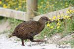Un Weka de la familia Rallidae, Cabo Foulwind, Costa Occidental, Nueva-Zelanda.