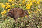 Woodhen (Weka, Gallirallus australis), Cabo Foulwind, Costa Occidental, Nueva-Zelanda.