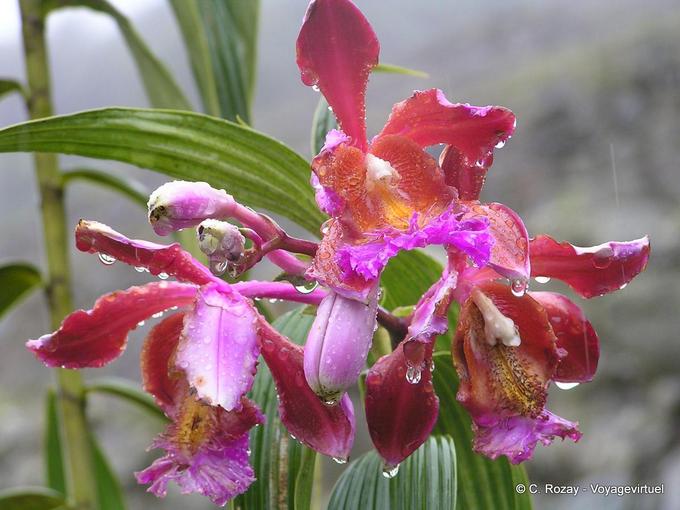 Dichotoma orquídeas Sobralia, Machu Picchu -Perú