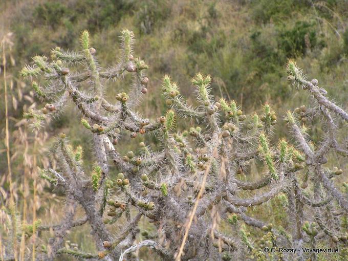 Cactus en Moray -Perú