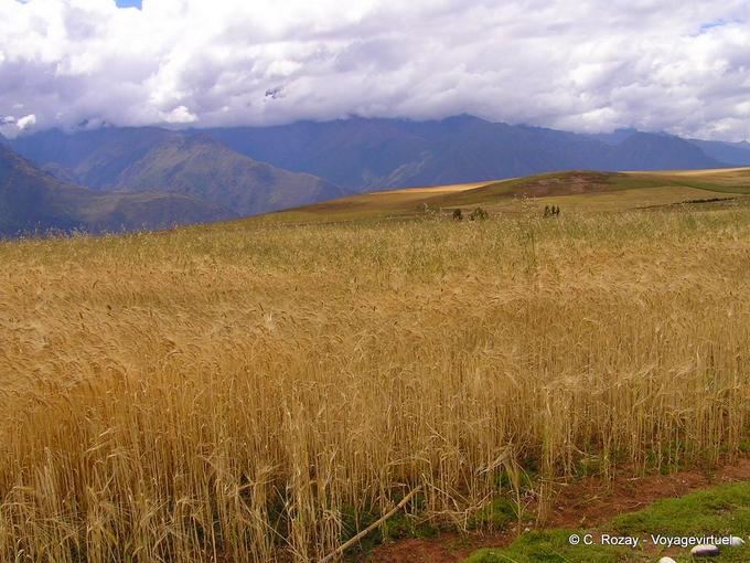 Campo de trigo, alrededor de Moray -Perú