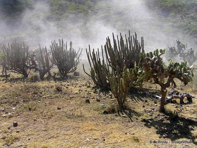 Andina Cactus en el camino a Abancay -Perú