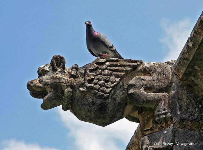 Paloma Gárgola, Alcobaça - Portugal