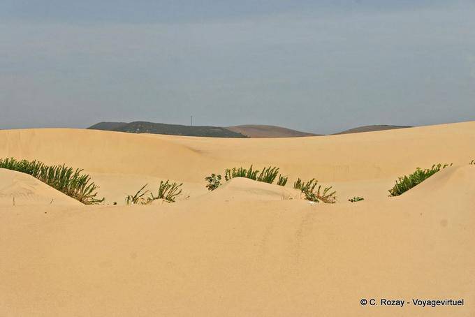 Entre las dunas de arena, Carrapateira - Portugal