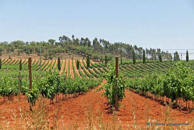 Viñedos en Alto Alentejo, Estremoz - Portugal