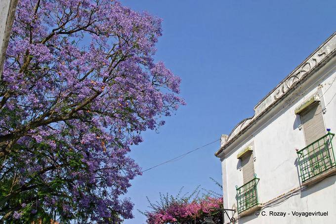 Jacaranda árbol púrpura, Évora - Portugal