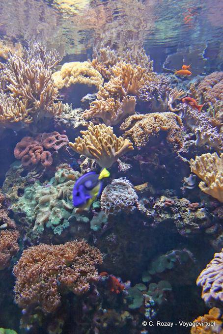 Los corales del Oceanario de Lisboa - Portugal