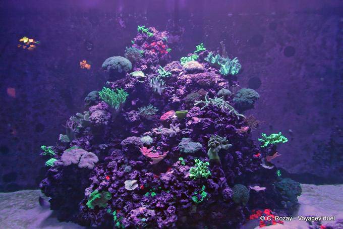 Anémonas, corales y medusas, Oceanario, Lisboa - Portugal