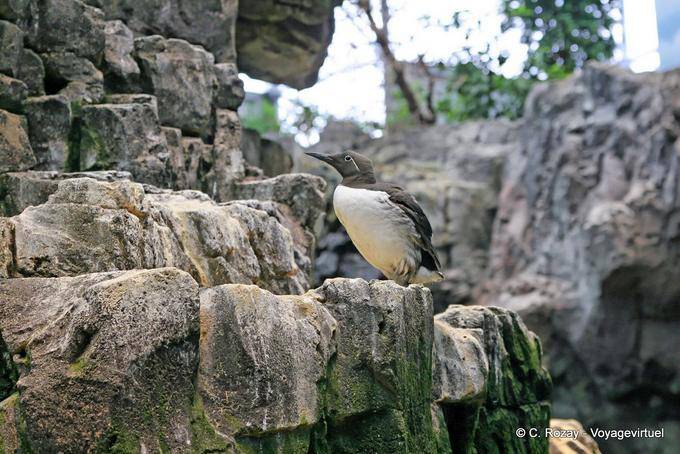 Murre común, Oceanario, Lisboa - Portugal