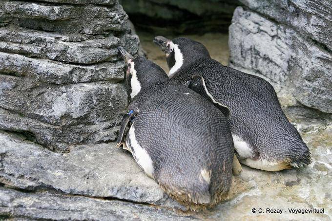 Pingüinos descansando, Oceanario, Lisboa - Portugal