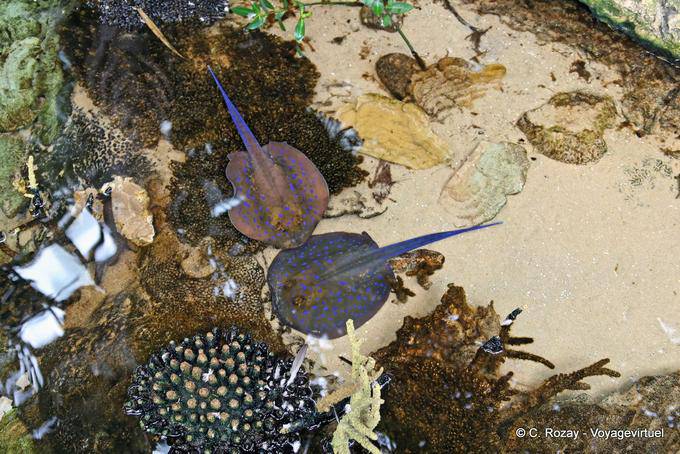 Contactos con líneas, Oceanario, Lisboa - Portugal