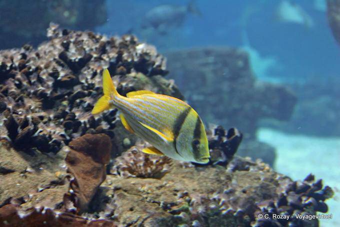 Sargo Peixes Ósseos, Oceanario, Lisboa - Portugal