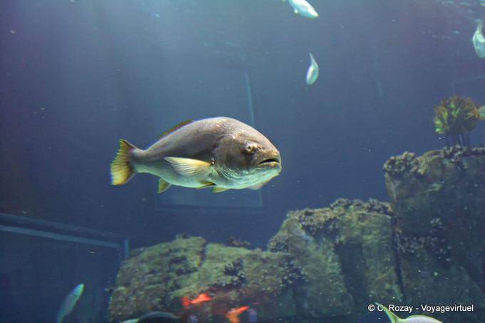 Robalo, Oceanario, Lisboa - Portugal