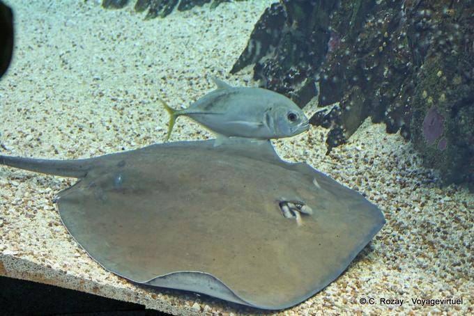 Una raya (UGE-redonda), Oceanario, Lisboa - Portugal
