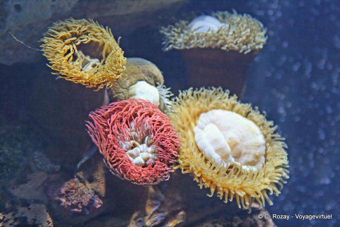 Los colores de la anémonas, Oceanario, Lisboa - Portugal