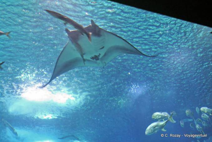 Una mantarraya gigante, Oceanario, Lisboa - Portugal