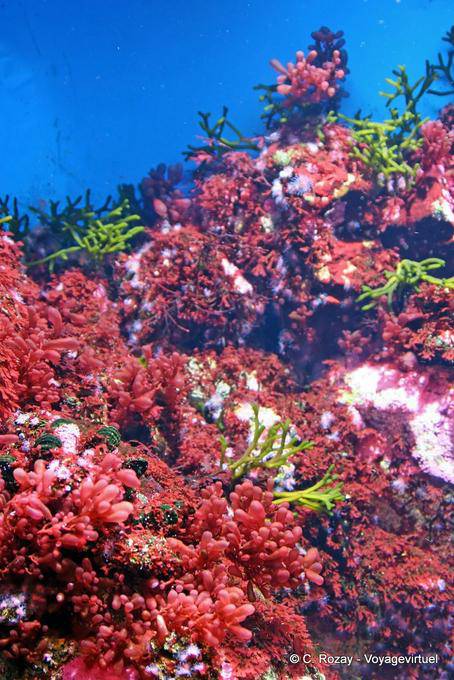 Corales árbol rojo, Oceanario, Lisboa - Portugal