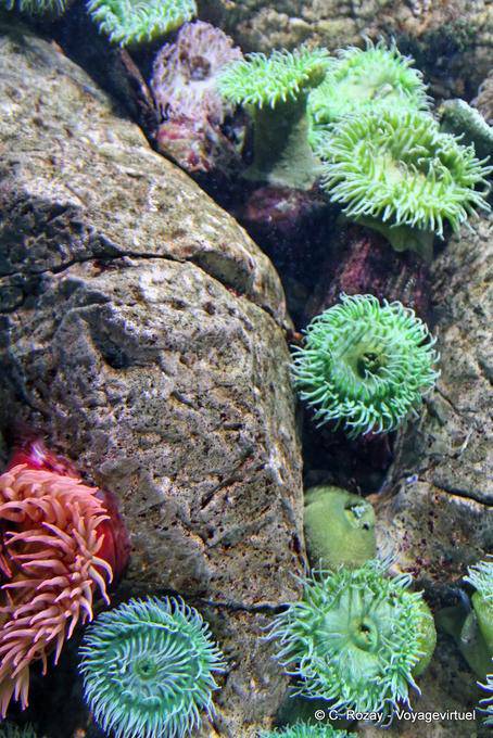 Anémonas de mar verde, Oceanario de Lisboa - Portugal