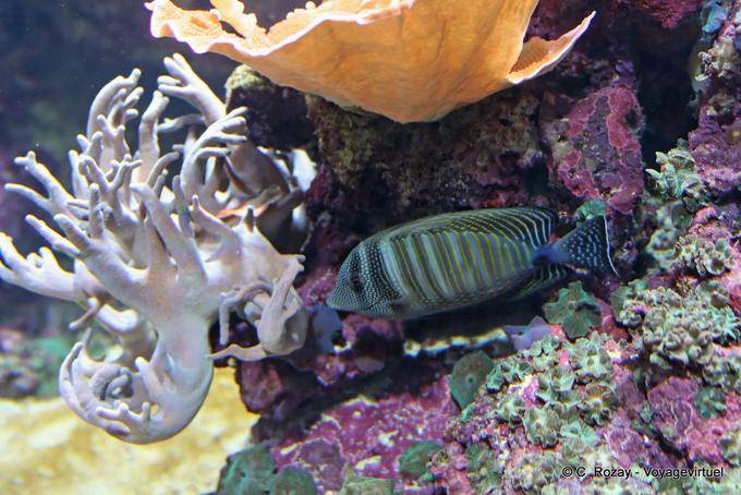 Un cirujano de rayas (cirurgião Listrado), Oceanario, Lisboa - Portugal