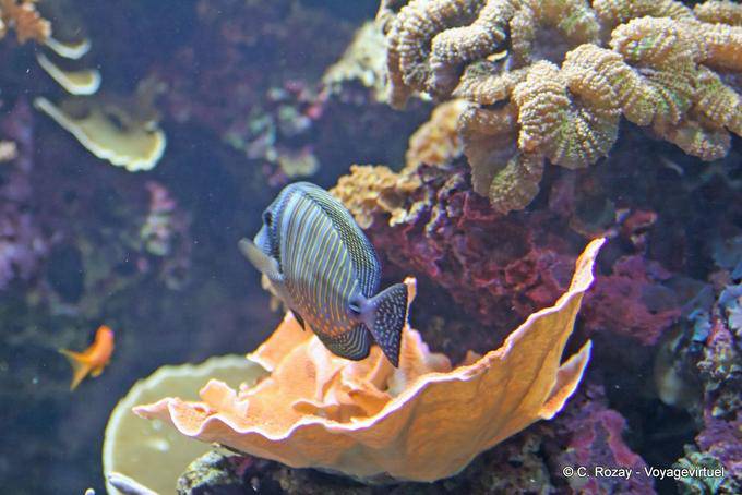 Acanthurus chirurgus, Oceanario, Lisboa - Portugal