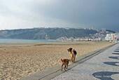 Perros pie, Avenida Manuel Remigio, Nazaré, Portugal.