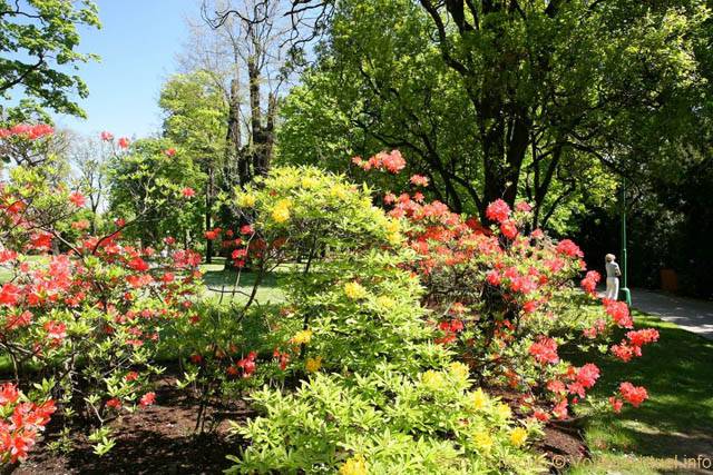 Rhododendrons en fleurs, Kralovska Zahrada, Jardins Royaux - Praga, República Checa
