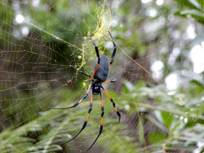 Araña de la copa encontró caminata a Dimitile - Isla de la Reunión