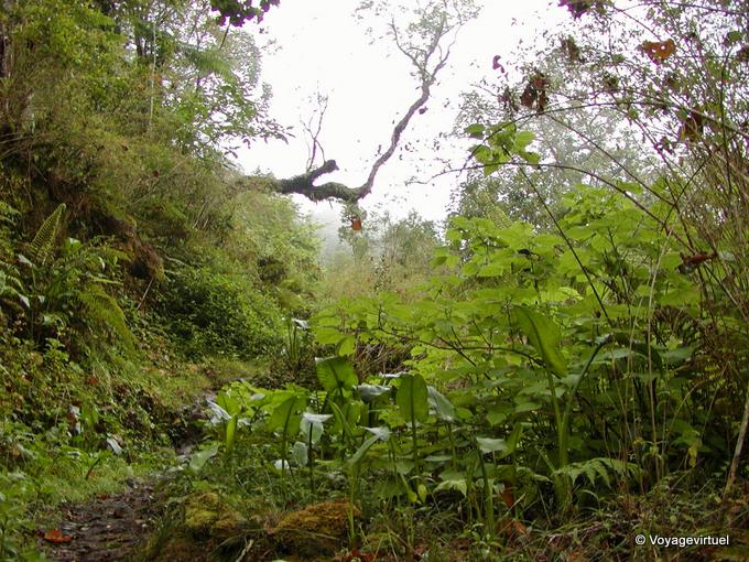 Exuberante vegetación humedad Dimitile - Isla de la Reunión