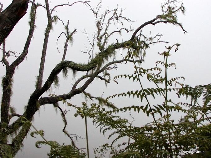 Los helechos y líquenes en los árboles ascienden a Dimitile - Isla de la Reunión