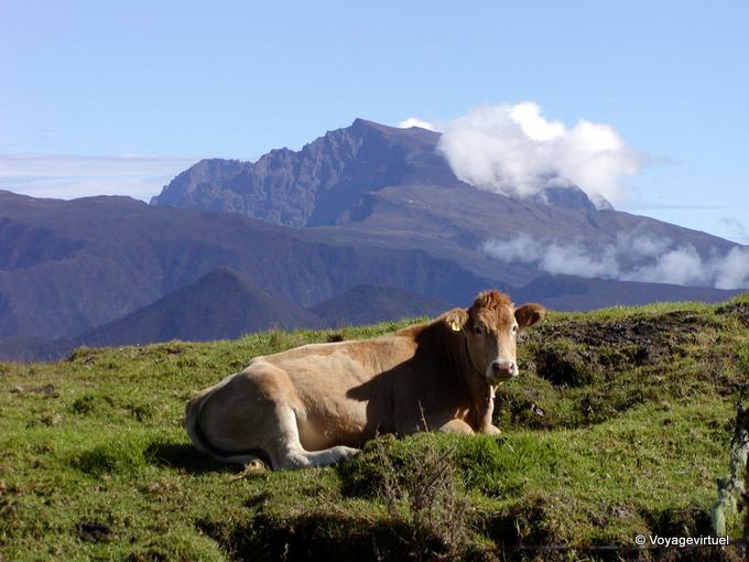 Una vaca, de vuelta a Piton des Neiges - Isla de la Reunión