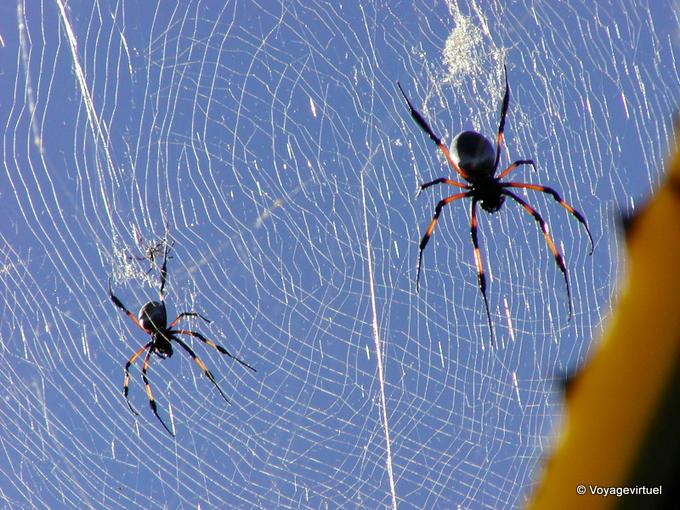 Las arañas Nephila lona nigra - Isla de la Reunión
