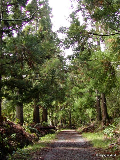 En el bosque de Cilaos - Isla de la Reunión