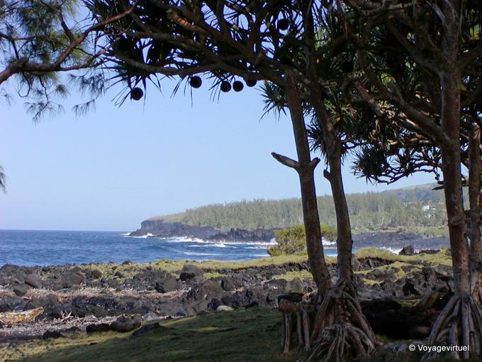 Lavar, pandanus y los acantilados de la punta de la tabla - Isla de la Reunión