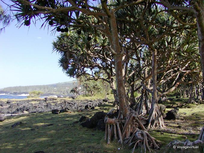 Las raíces de Pandanus tracto piramidal, al sur de la isla - Isla de la Reunión