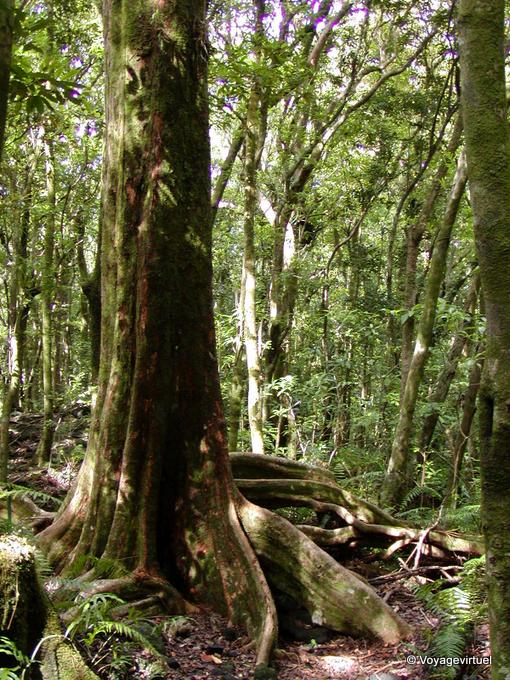 Las raíces de un bosque gigante (Fromager?) - Isla de la Reunión