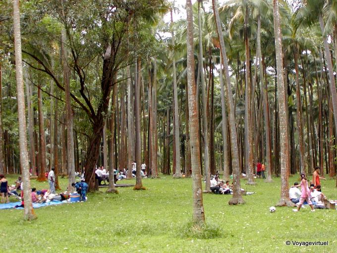 Picnic en la gran plantación de coco de Anse des Cascades - Isla de la Reunión