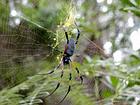 Araña de la copa encontró caminata a Dimitile, Isla de la Reunión.