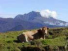 Una vaca, de vuelta a Piton des Neiges, Isla de la Reunión.