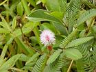 Mimosa tímido, planta sensible, también conocida como Marie-vergüenza o hierba mamzelle, Isla de la Reunión.