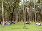 Picnic en la gran plantación de coco de Anse des Cascades, Isla de la Reunión.