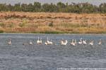 Arborea, flamencos rosados en la laguna, Cerdena.
