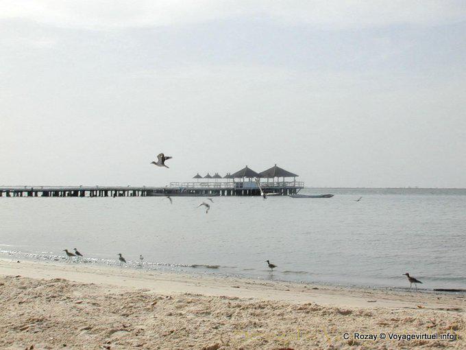 Pájaros en la playa - Senegal