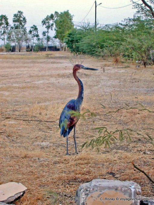 Echassier colorido - Senegal