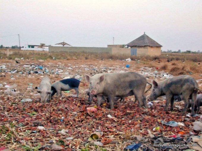 Manada de cerdos en el relleno sanitario, Foundiougne - Senegal
