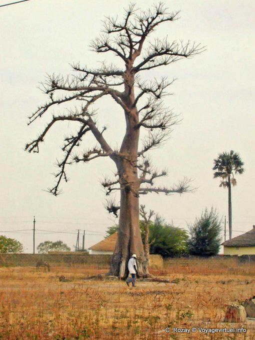 El pequeño hombre delante de el baobab - Senegal