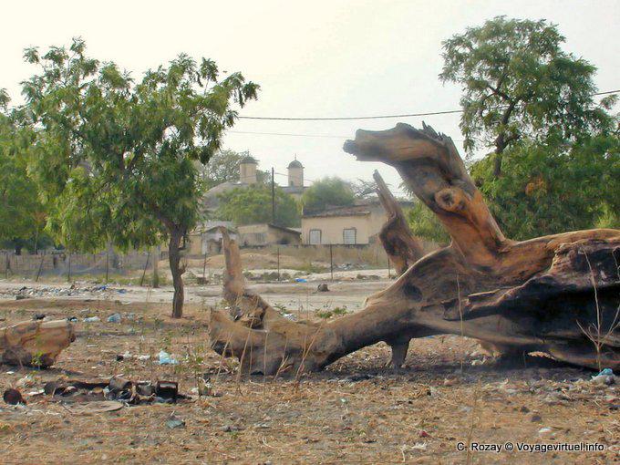 Tocón de árbol Foudiougne muerte - Senegal