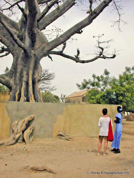 En frente de la Foudiougne baobab gigante - Senegal