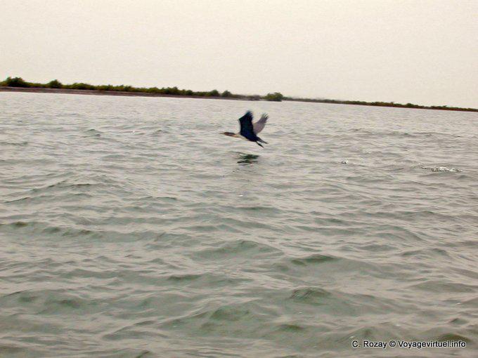 Senegal aves volando sobre el río - Senegal