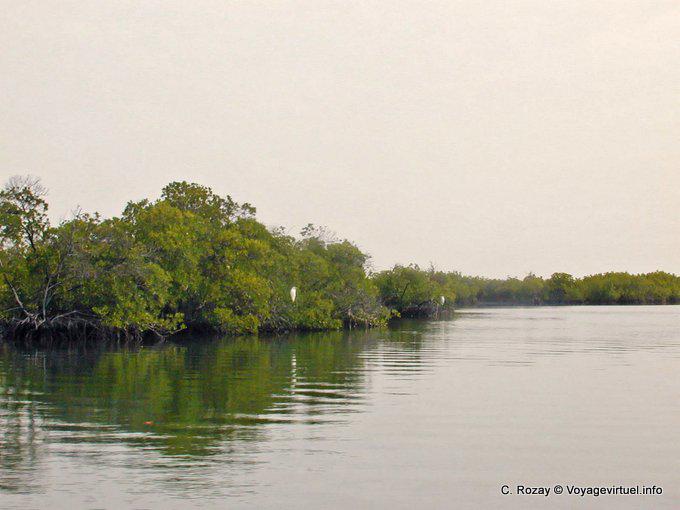 Pájaro blanco en el Saloum manglar - Senegal